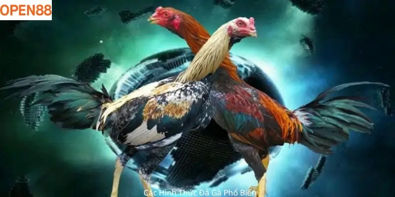 Các Hình Thức Đá Gà Phổ Biến